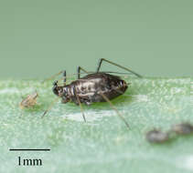 Image of Aphid