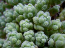 Image of Sedum dasyphyllum subsp. glanduliferum (Guss.) Nyman