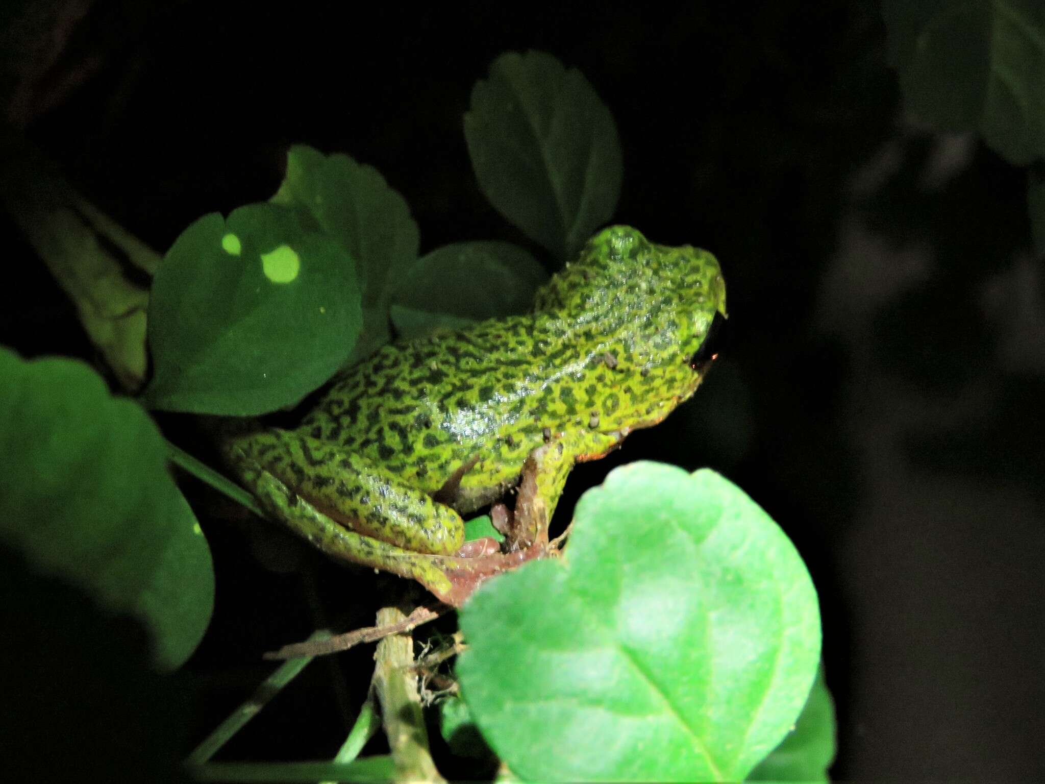 Image of Common Reed Frog