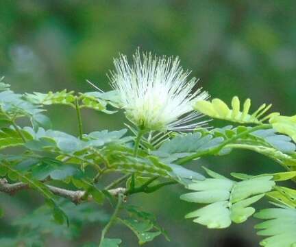 Image of Chloroleucon mangense var. mangense