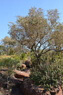 Image of Lavender croton