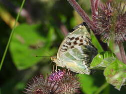 Imagem de Argynnis paphia valesina Esper 1800