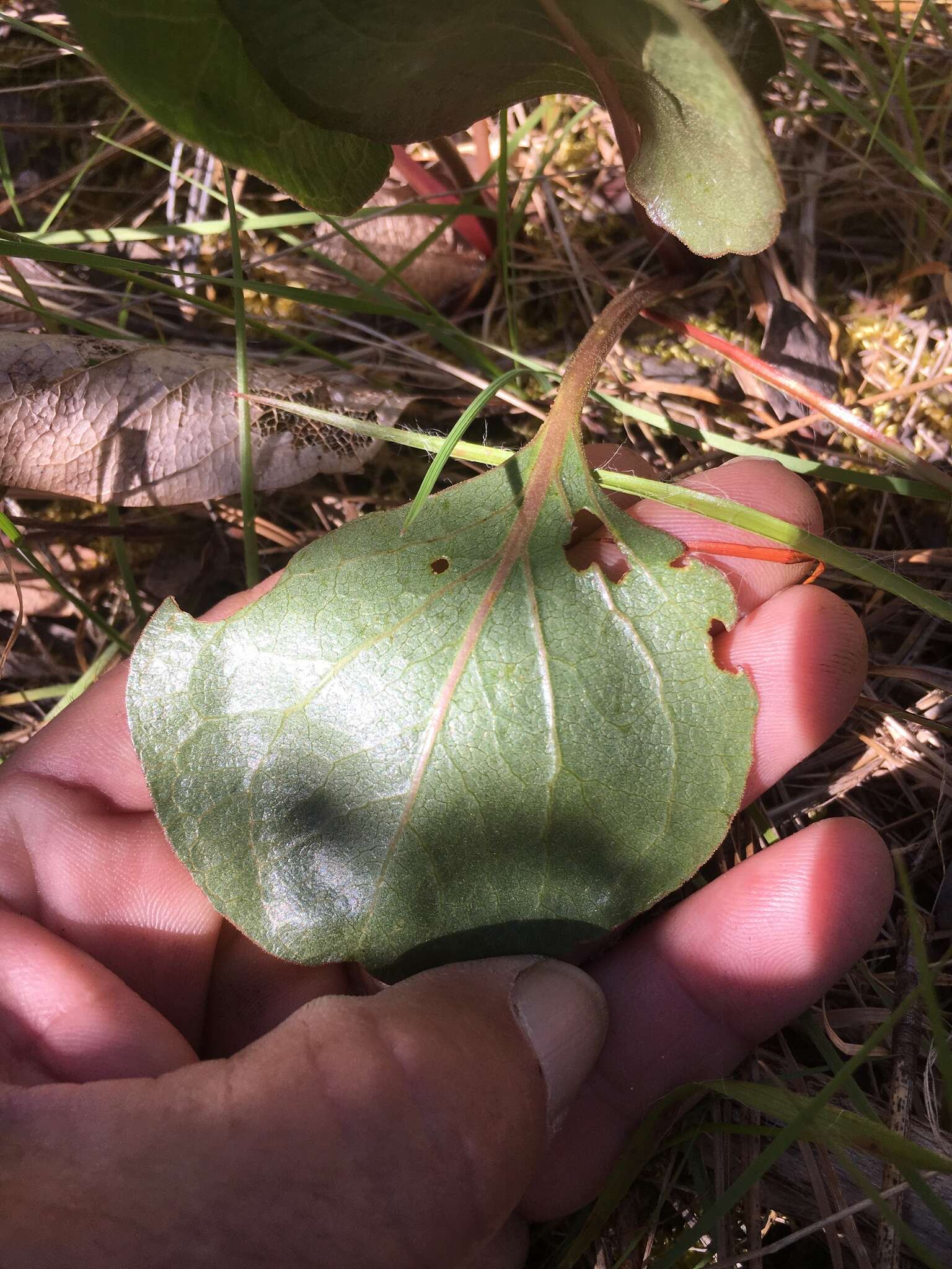 Image of Bolander's mule-ears