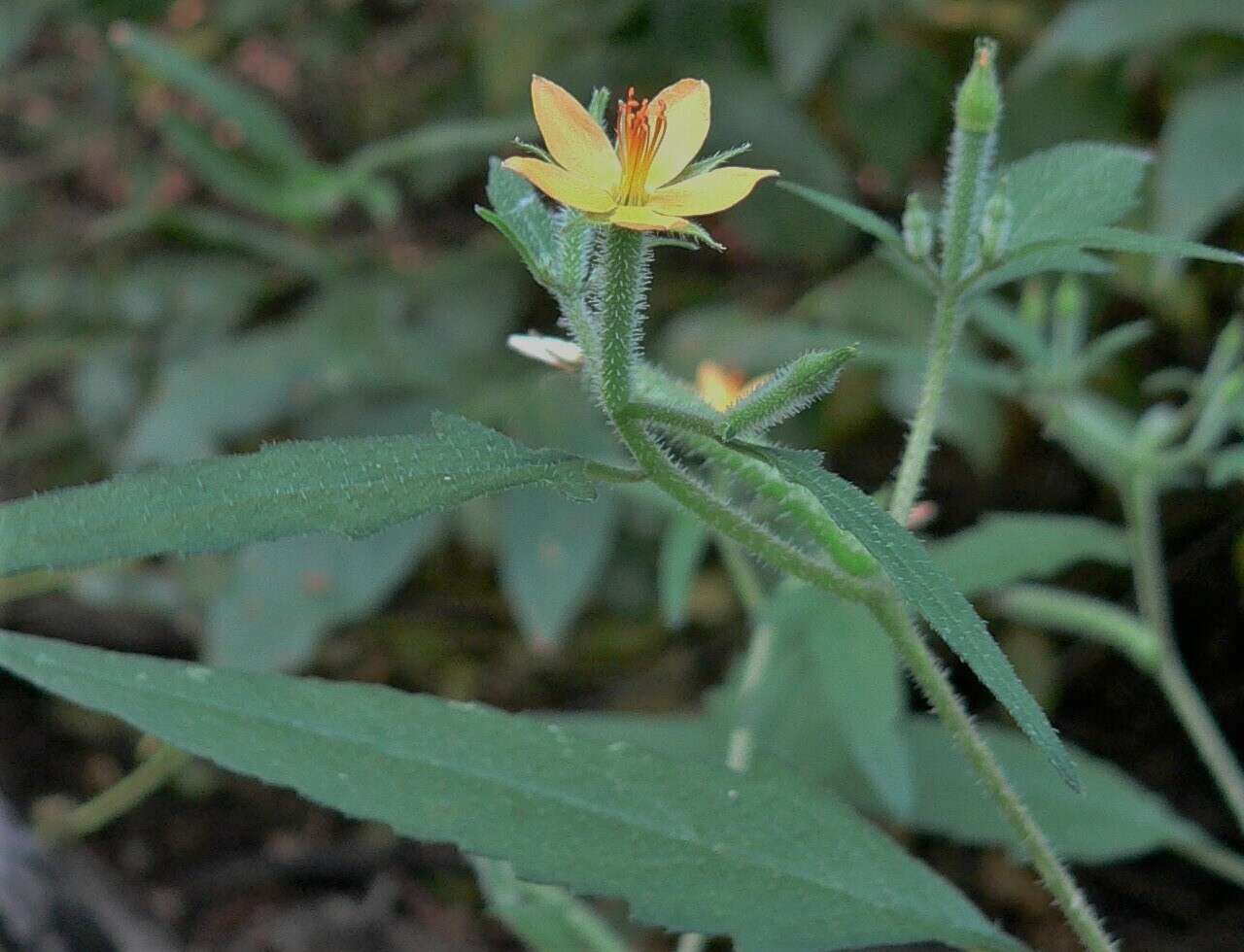 Image of Organ Mountain blazingstar