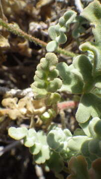 Imagem de Cristaria glaucophylla Cav.