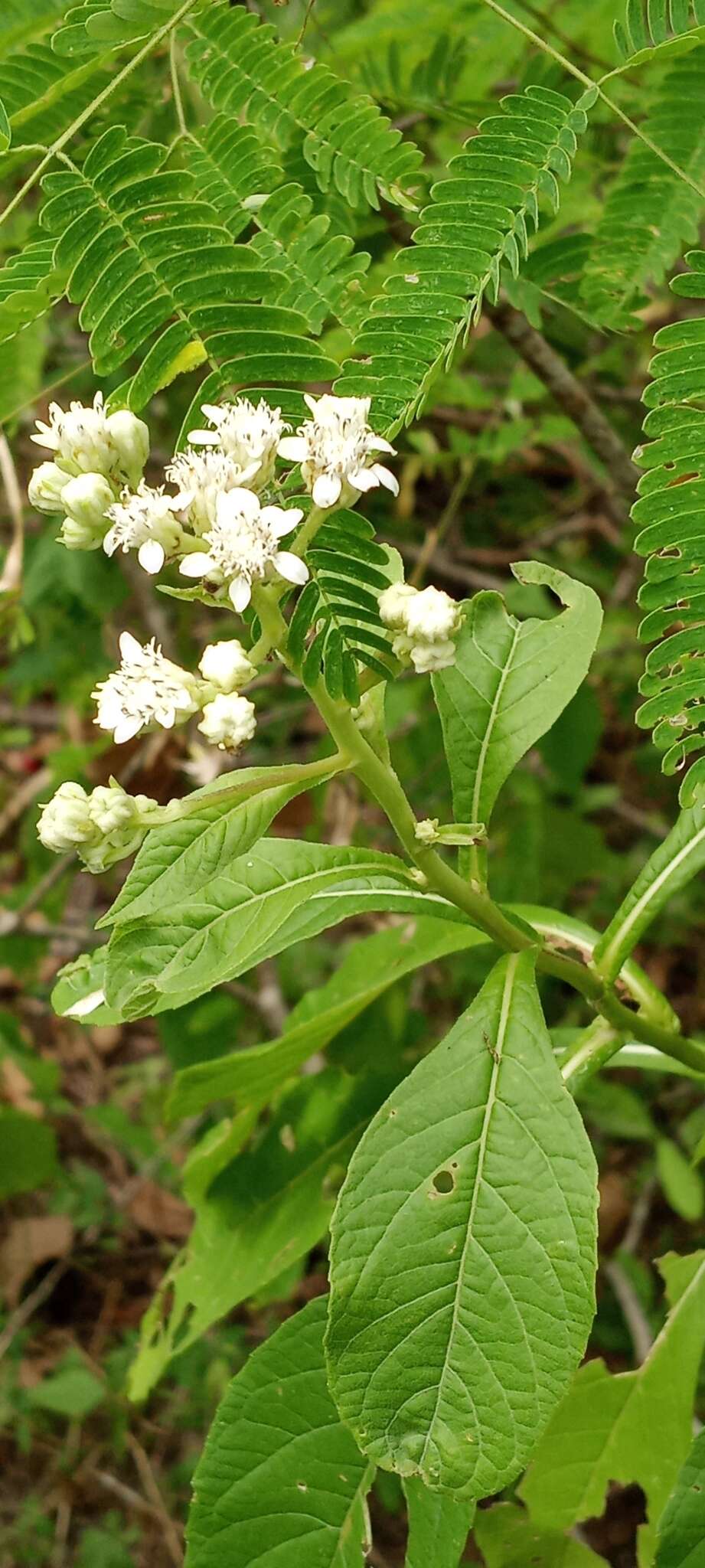 Image of Verbesina eggersii Hieron.