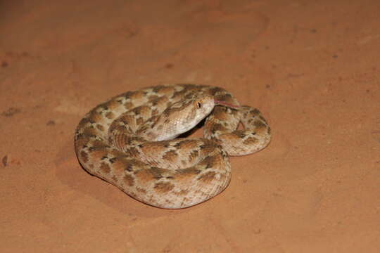 Image of Roman's Saw-scaled Viper