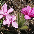 Image of Rhodohypoxis baurii var. confecta Hilliard & B. L. Burtt