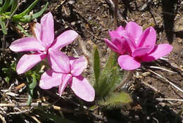 Image of Rhodohypoxis baurii var. confecta Hilliard & B. L. Burtt