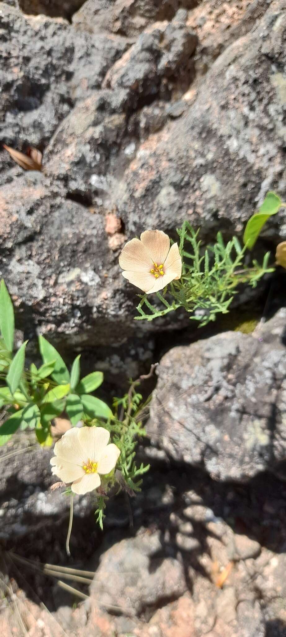 Image of Turnera sidoides subsp. pinnatifida (Juss. ex Poir.) M. M. Arbo