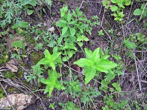 Image of heartleaf speedwell