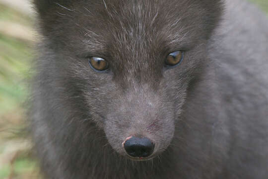 Слика од Vulpes lagopus pribilofensis Merriam 1902