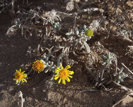 Imagem de Pulicaria burchardii subsp. burchardii