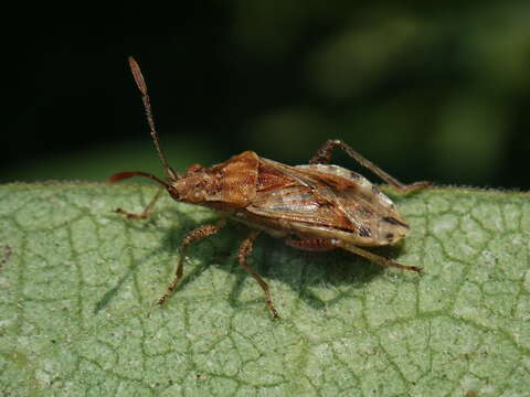 Image of Stictopleurus punctiventris (Dallas 1852)