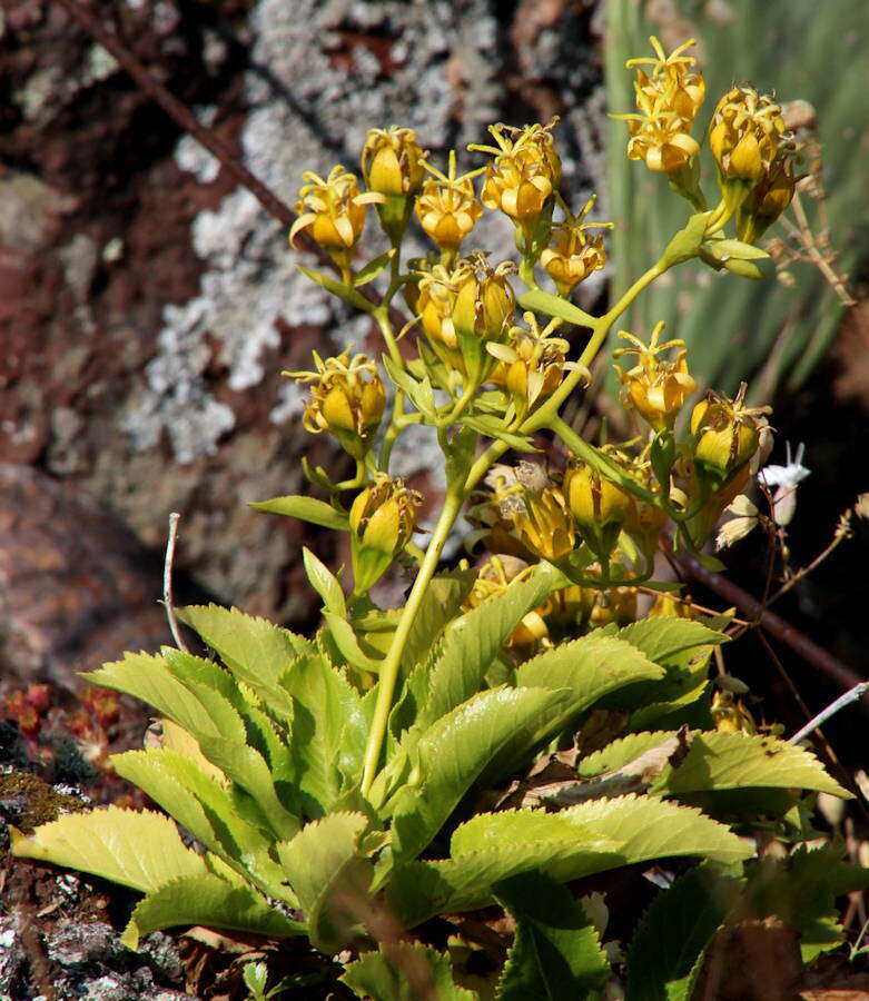 Plancia ëd Musschia aurea (L. fil.) Dumort.