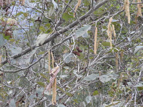 صورة Alnus acuminata Kunth