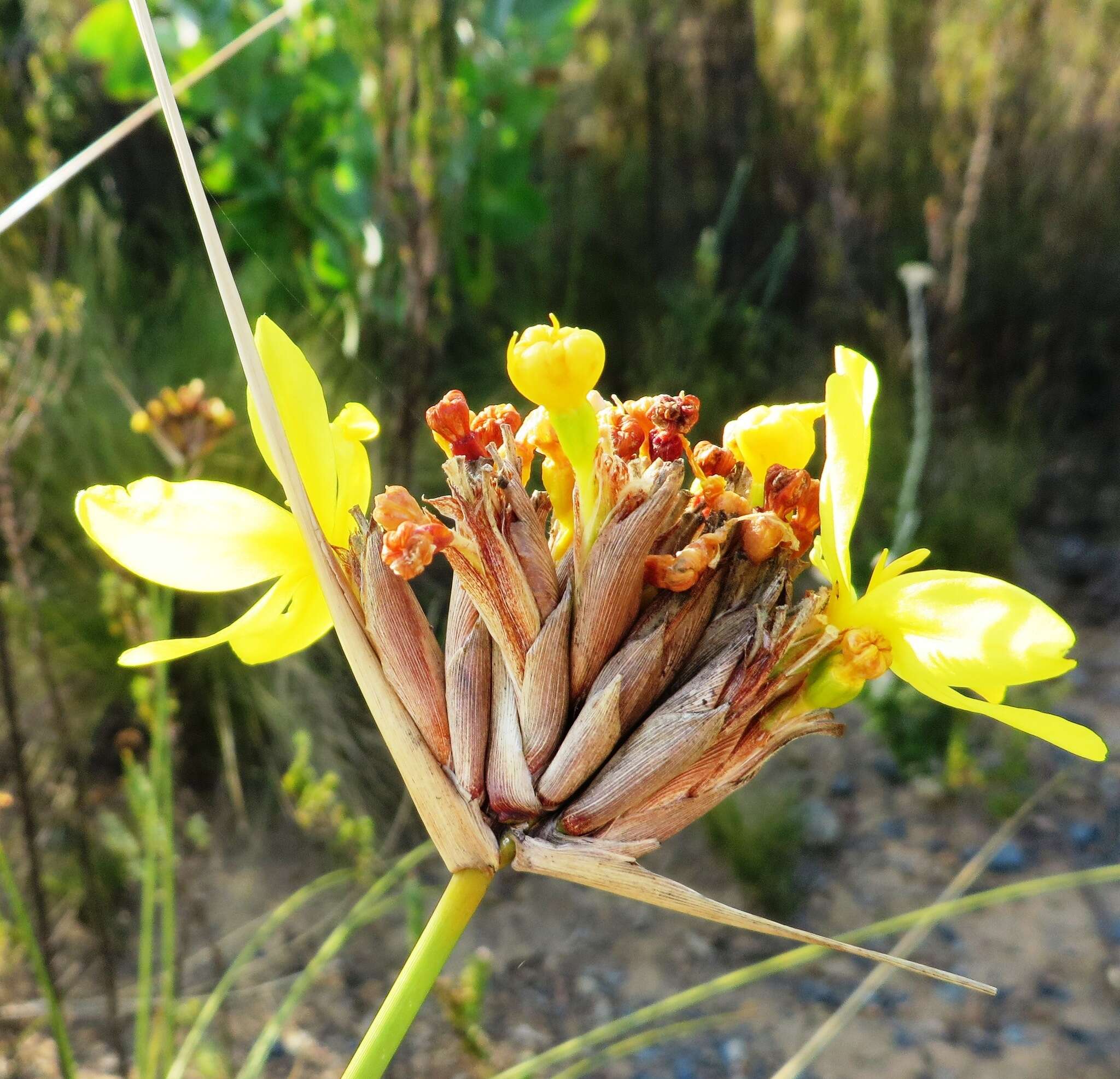 Image of Bobartia indica L.