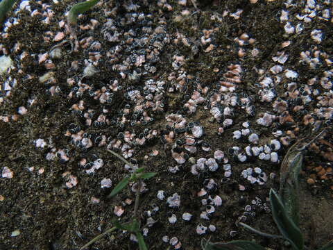 Image of fishscale lichen