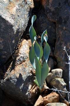 Image of Cyrtanthus herrei (F. M. Leight.) R. A. Dyer