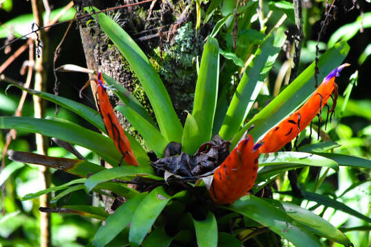 Image of Tillandsia multicaulis Steud.