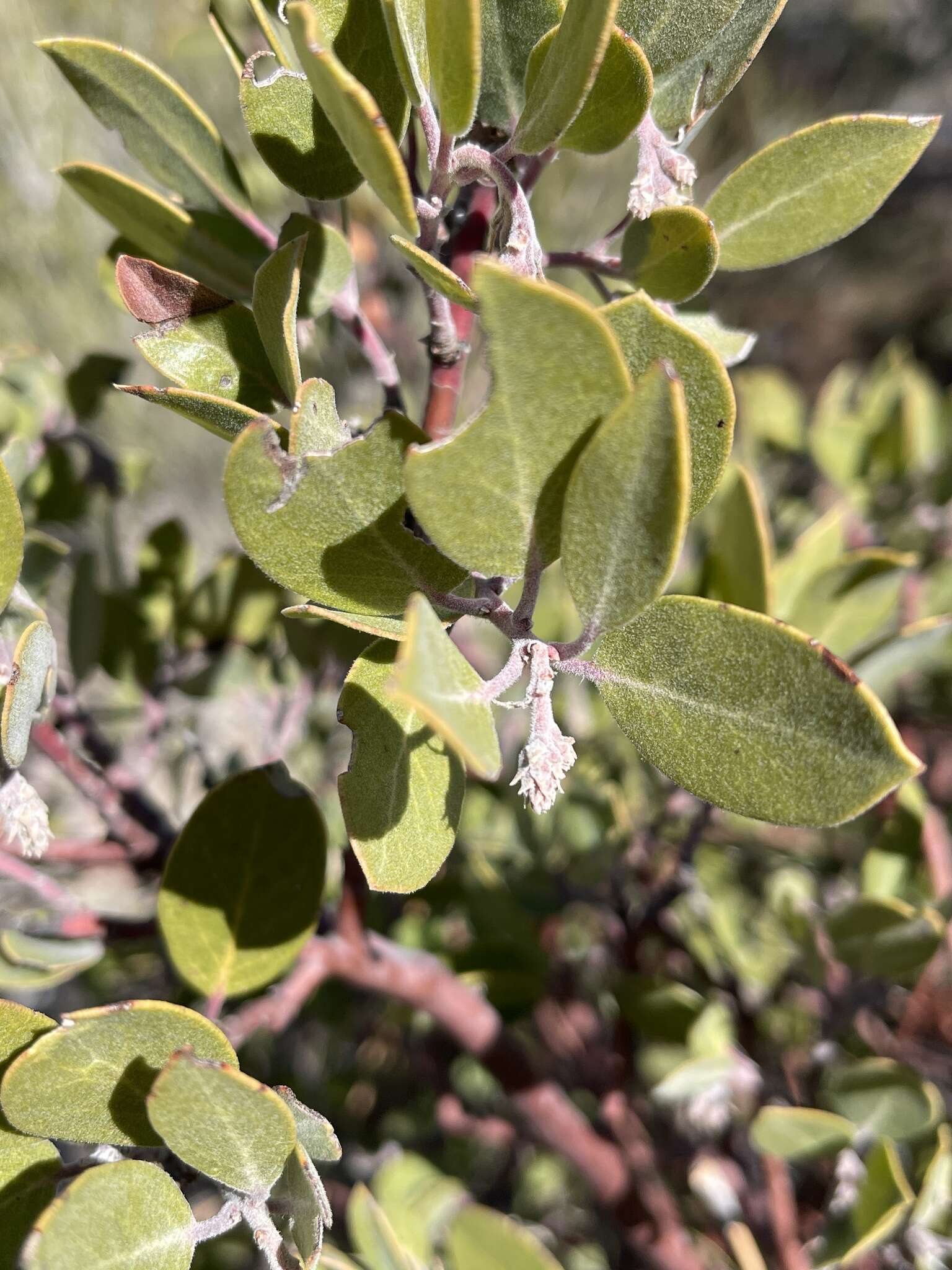 Imagem de Arctostaphylos glandulosa subsp. gabrielensis (P. V. Wells) J. E. Keeley, M. C. Vasey & V. T. Parker