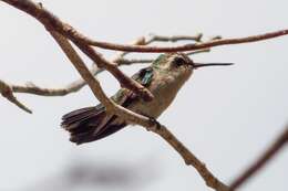 Image of Chlorostilbon gibsoni nitens Lawrence 1861