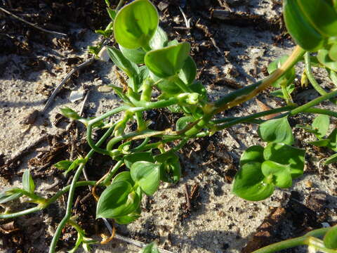 Image of Asparagus ovatus T. M. Salter