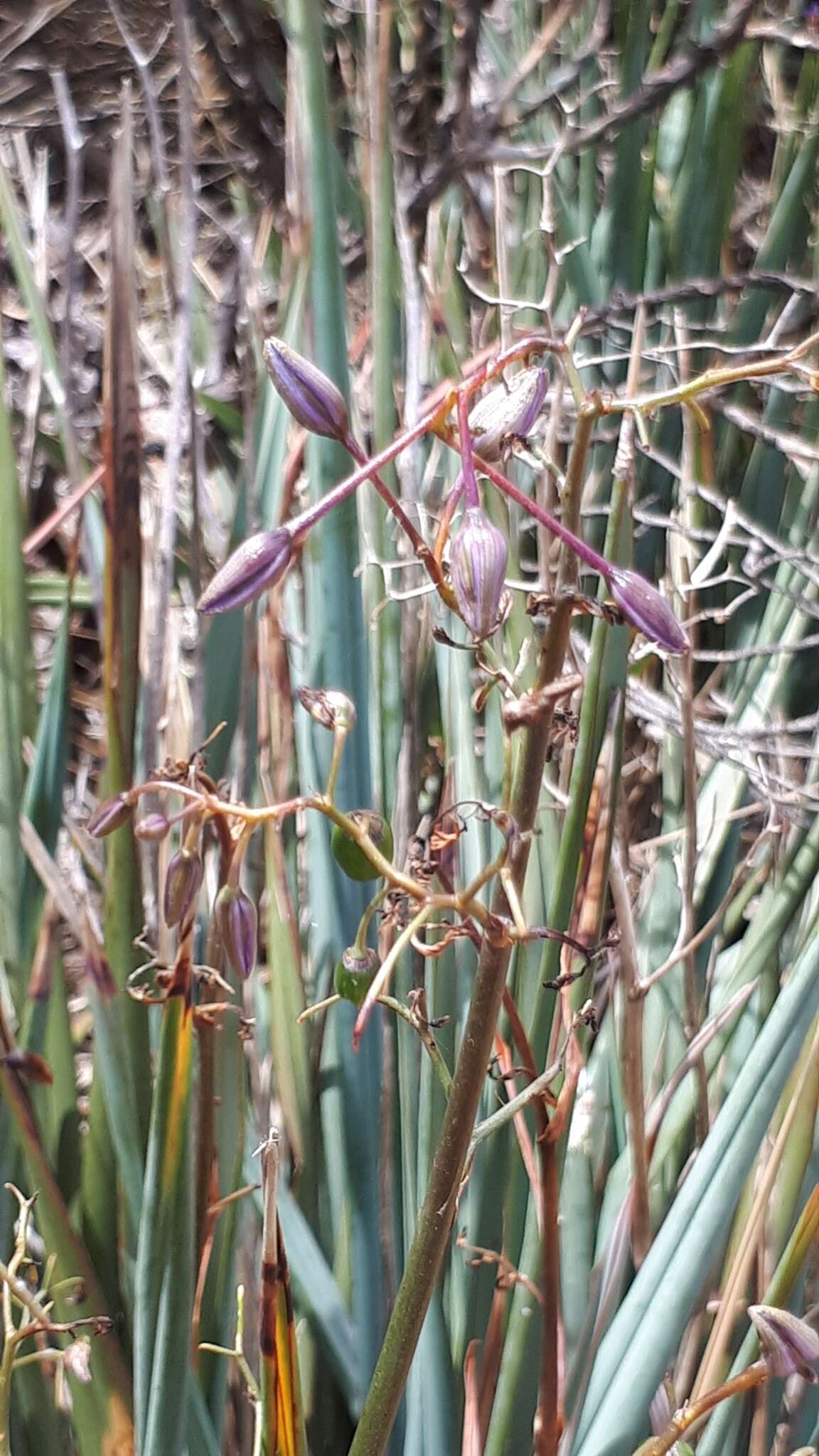 Image of Dianella revoluta var. divaricata (R. Br.) R. J. F. Hend.