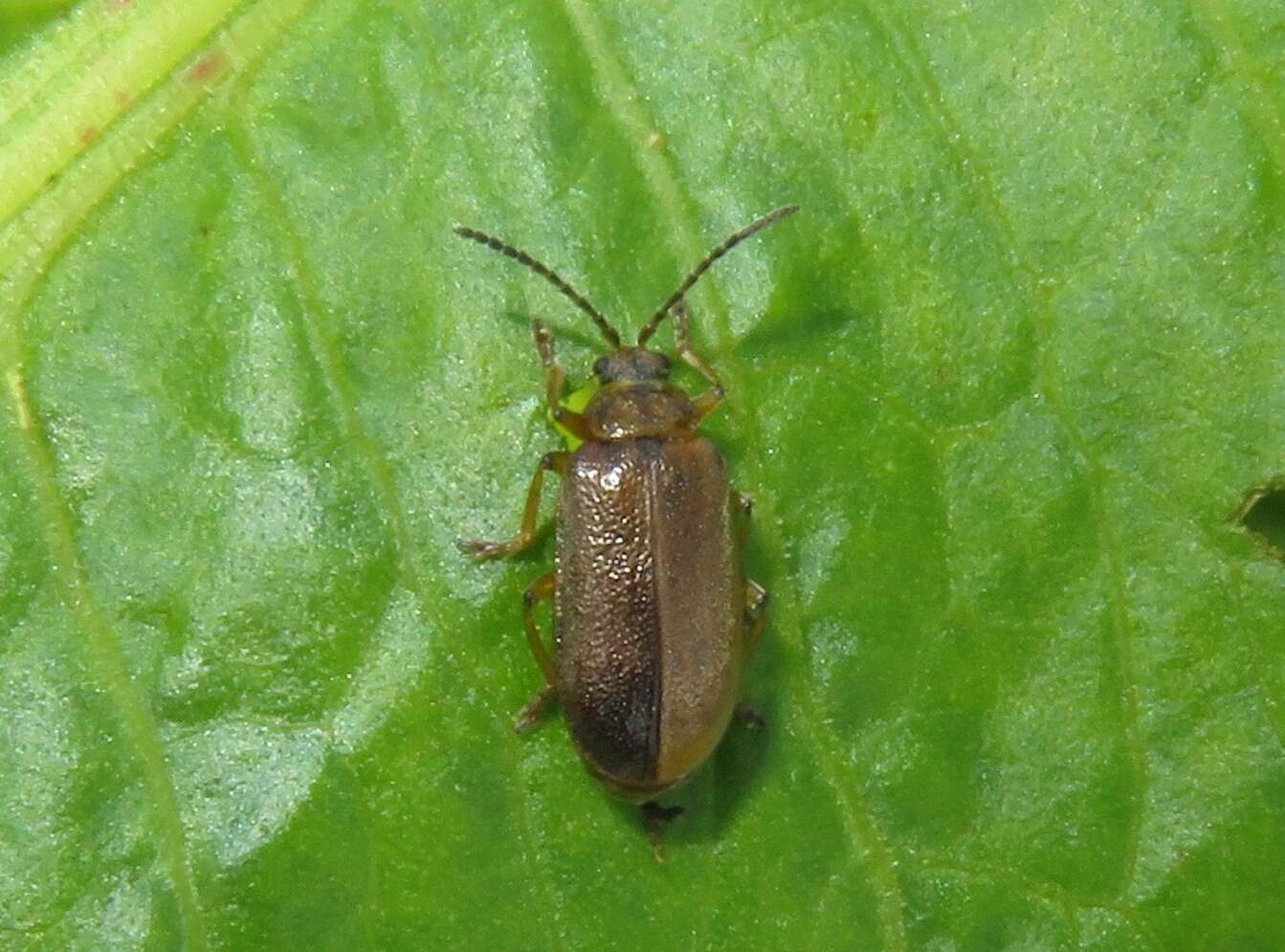 Image of Galerucella nymphaeae (Linnaeus 1758)