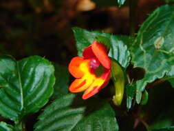 Image of Impatiens kilimanjari Oliver