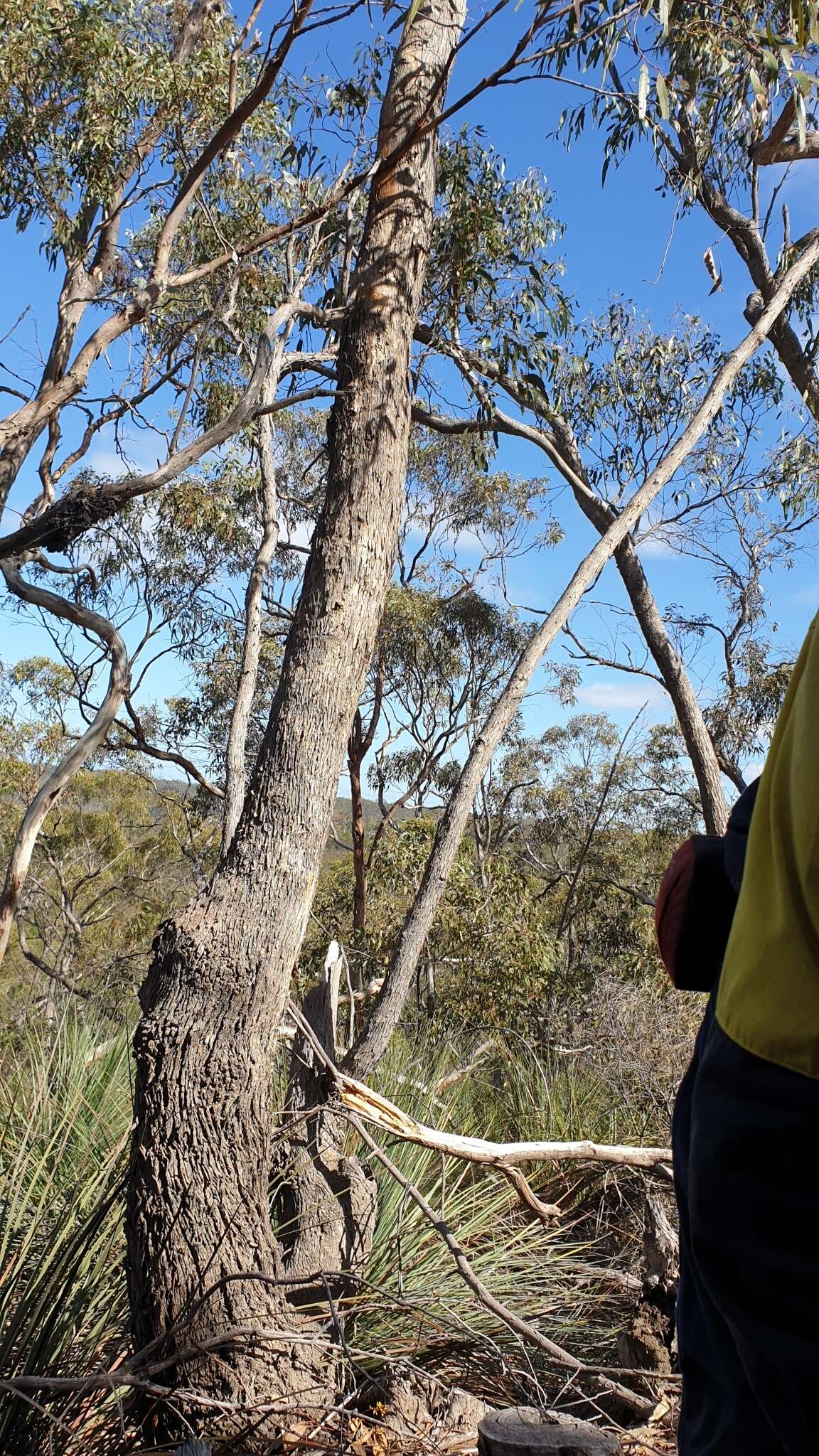 Image of Eucalyptus goniocalyx subsp. goniocalyx