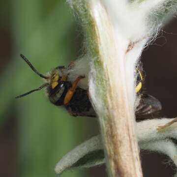 Imagem de Anthidium oblongatum (Illiger 1806)