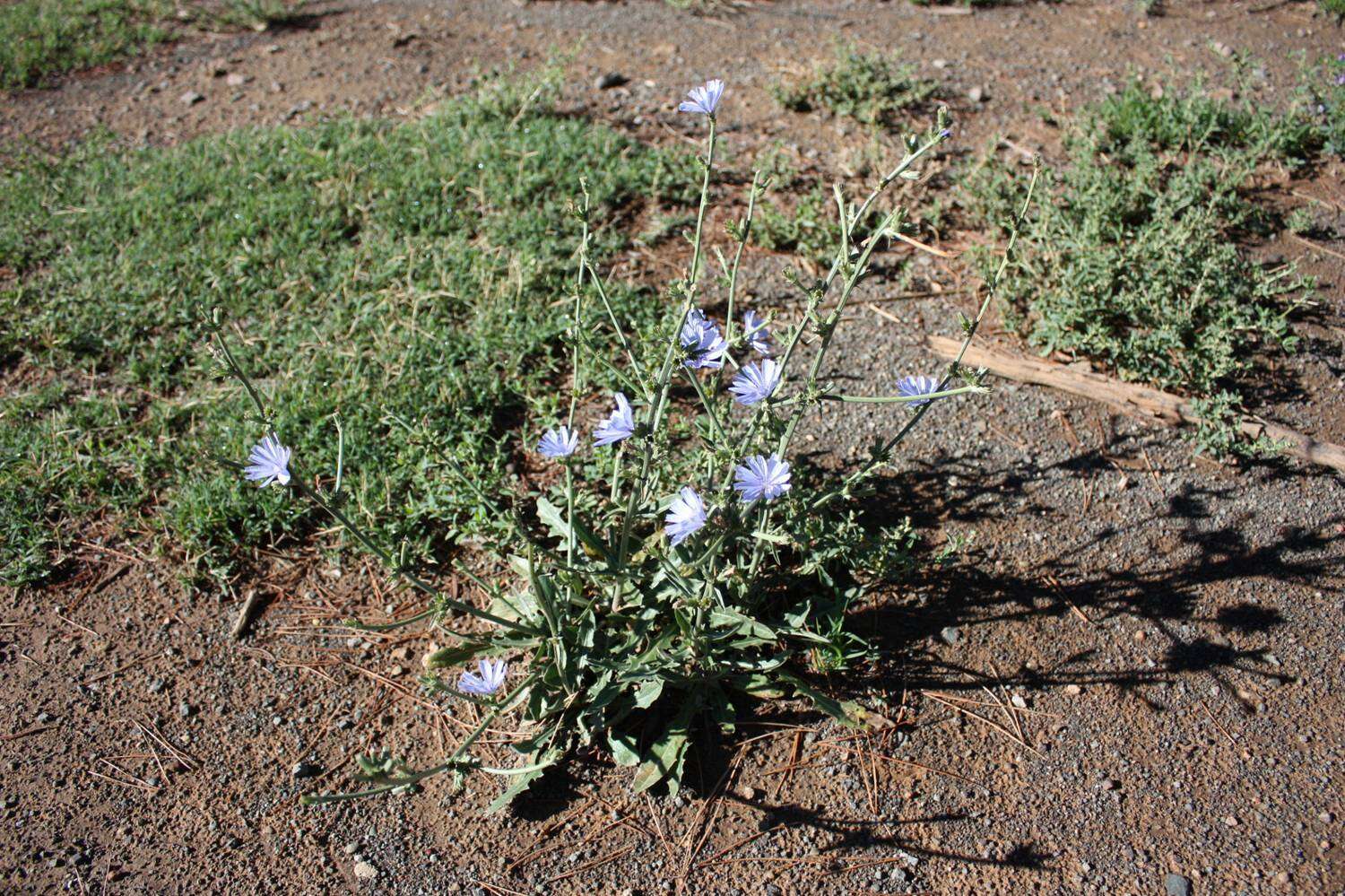 Image of Cichorium intybus subsp. intybus