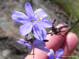 Imagem de Aristea abyssinica Pax