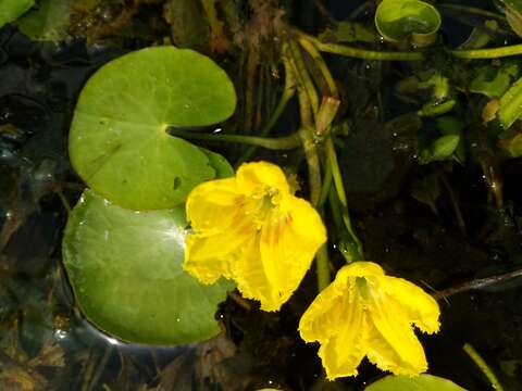 Image of yellow floatingheart