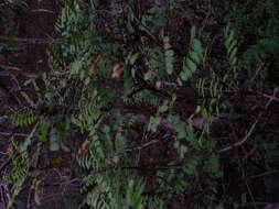 Image of Comocladia macrophylla (Hook. & Arn.) L. Riley