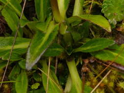 Image of Valeriana pilosa Ruiz & Pav.