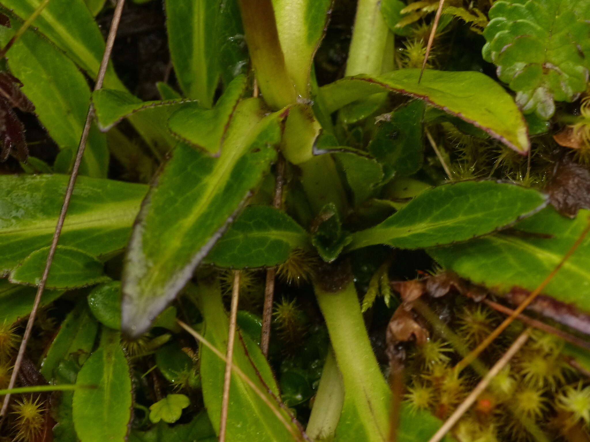 Image de Valeriana pilosa Ruiz & Pav.