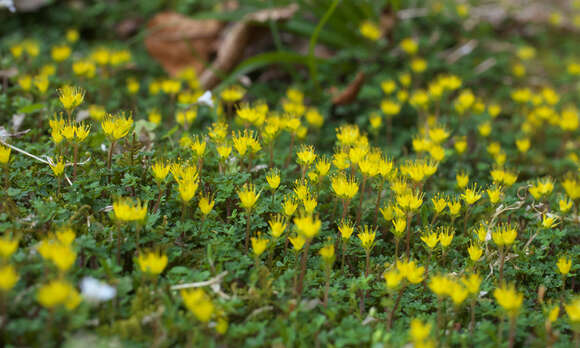 Image of Chrysosplenium album Maxim.