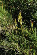 Image of Pedicularis ascendens Schleicher ex Gaudin