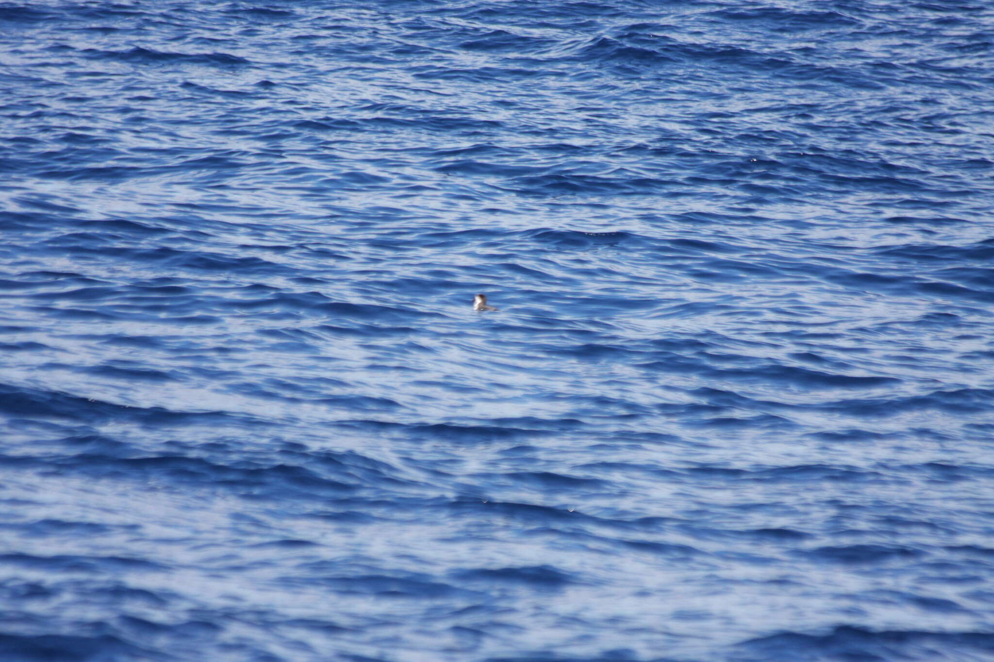 Image of Hawaiian Petrel