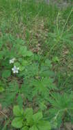 Image of Geranium pseudosibiricum J. Mayer