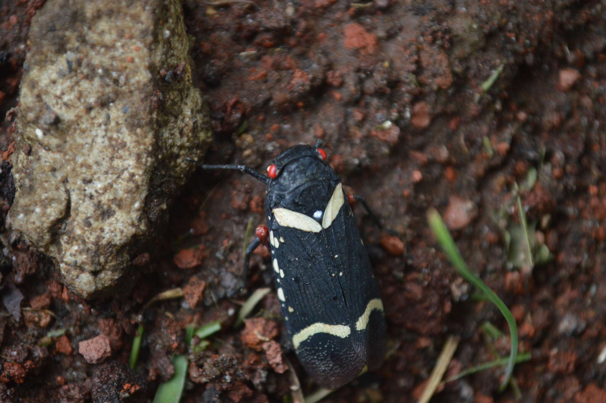 Image of Zeunasa fastuosa (Gerstaecker 1860)