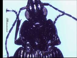 Image of Agonum (Olisares) melanarium Dejean 1828