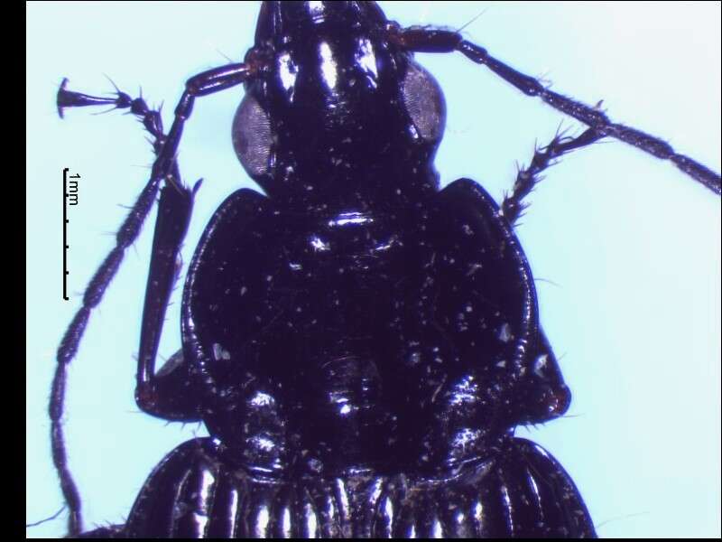 Image of Agonum (Olisares) melanarium Dejean 1828