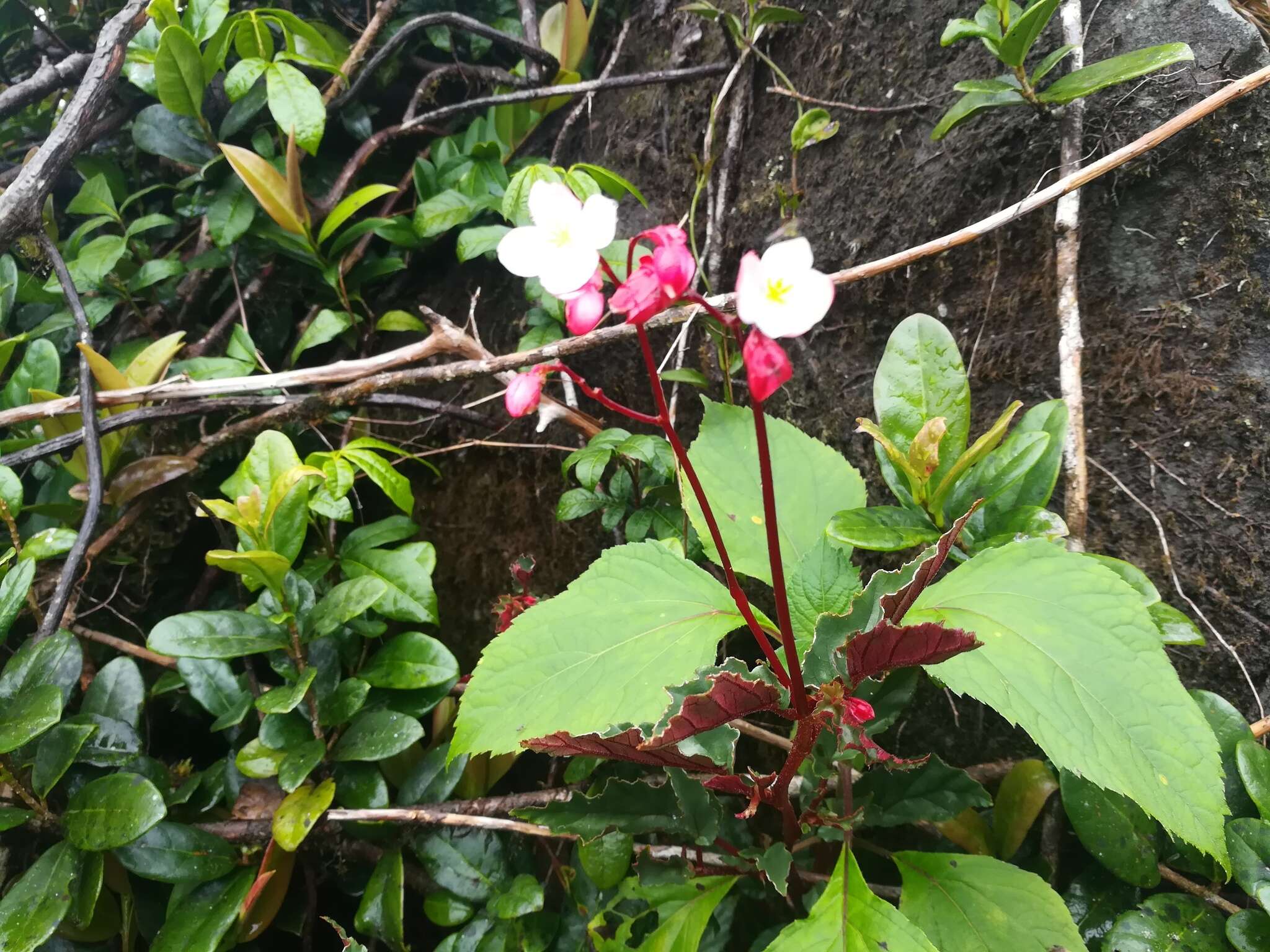 Слика од Begonia decandra Pav. ex A. DC.