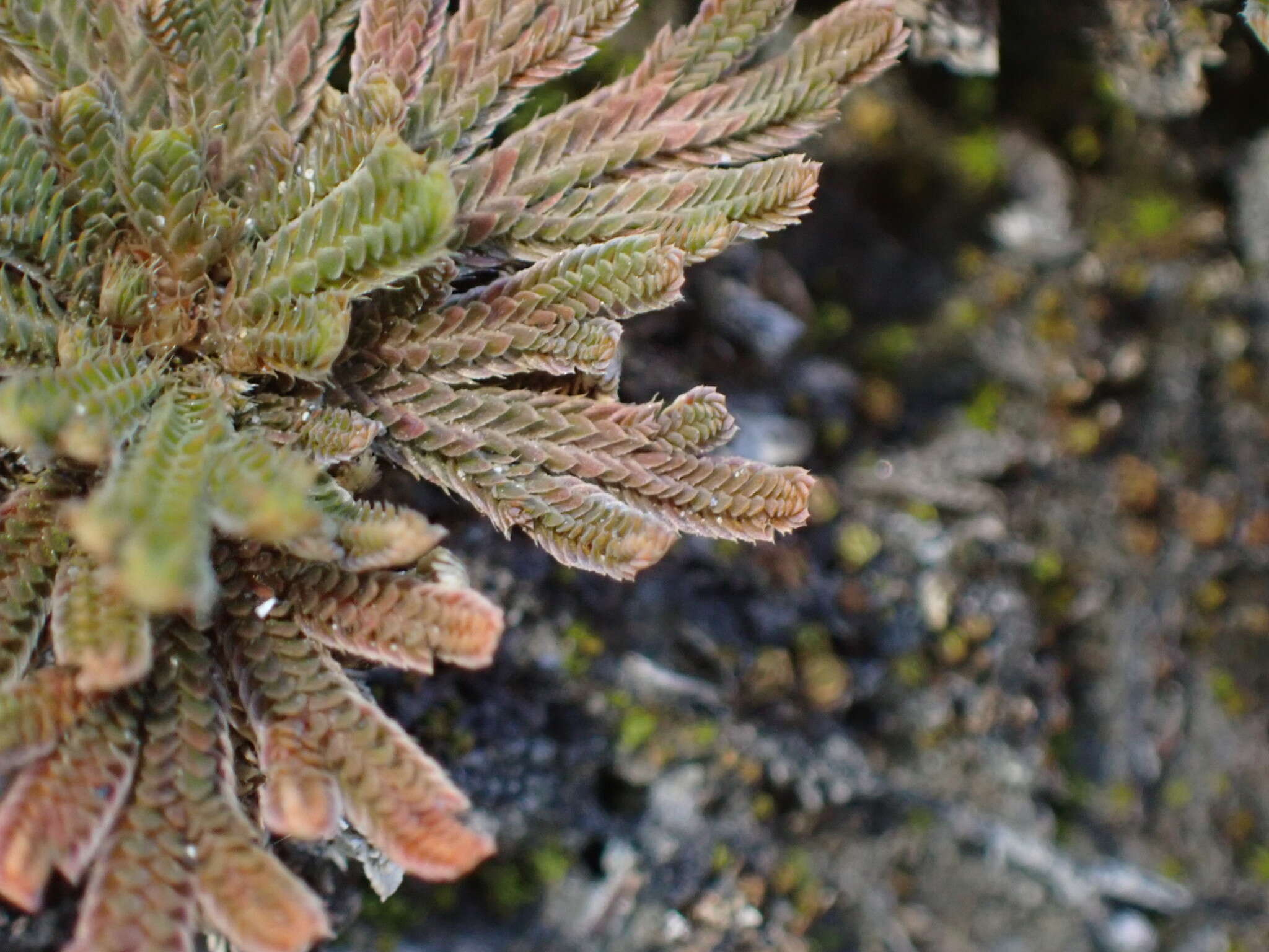 Selaginella tamariscina (Beauv.) Spring resmi