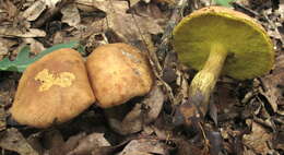 Image of Aureoboletus innixus (Frost) Halling, A. R. Bessette & Bessette 2015