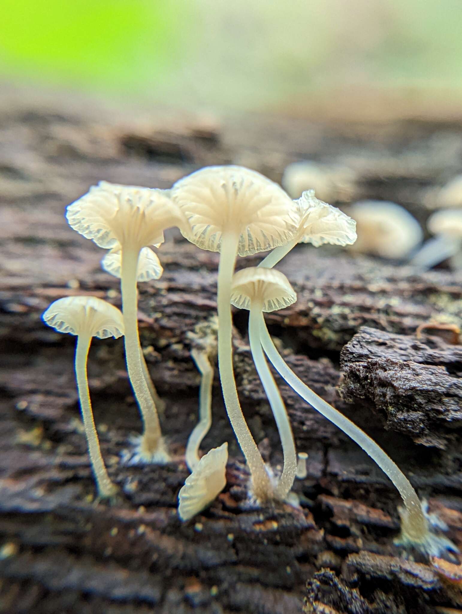 Image of Phloeomana speirea (Fr.) Redhead 2013