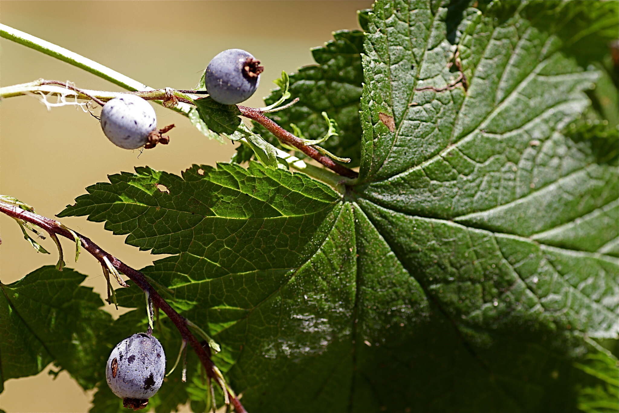 Sivun Ribes bracteosum Dougl. ex Hook. kuva